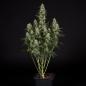 Preview: Samen 3x Punch Pie feminisiert Royalqueenseeds